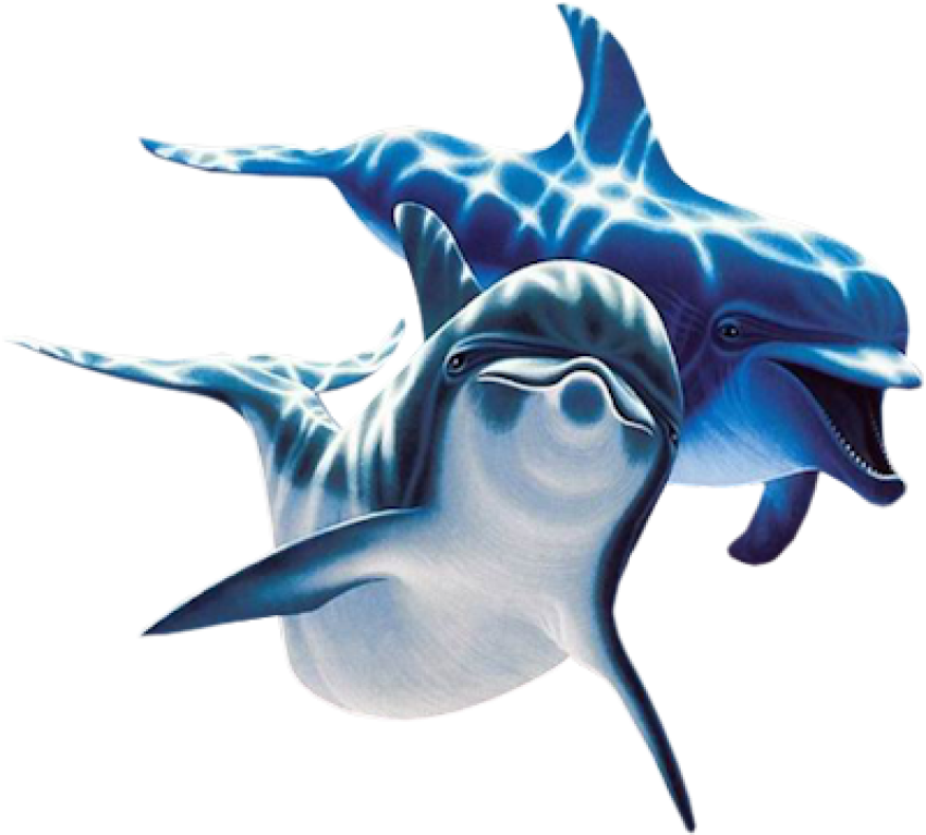 2 dolphins blue color free png