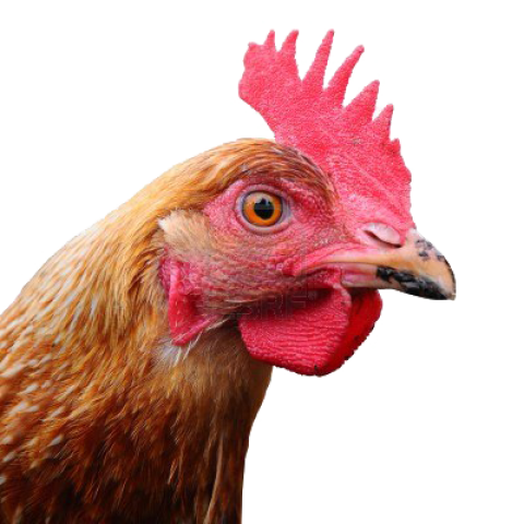 Hen chicken face  PNG free download