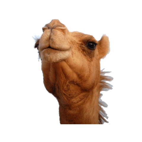 Camel png free downloaf only face