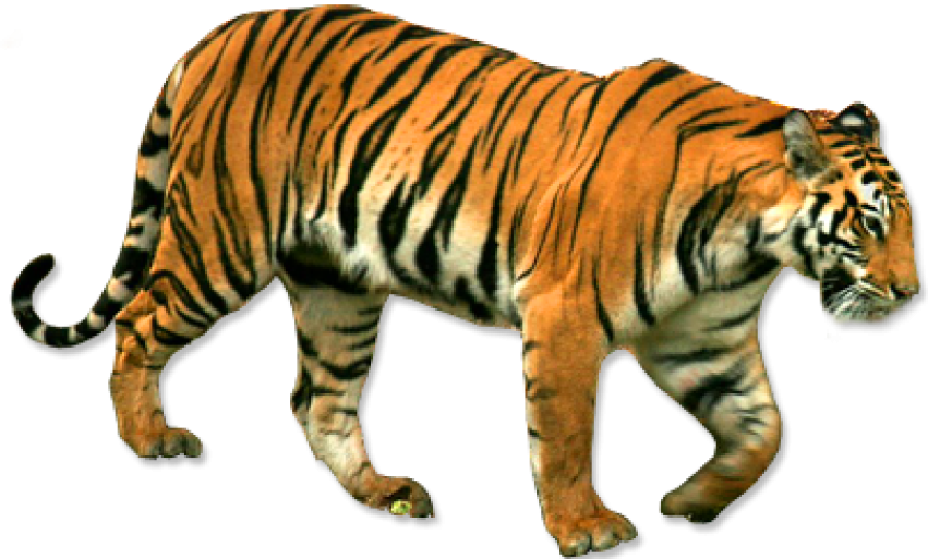 Tiger going free png photo