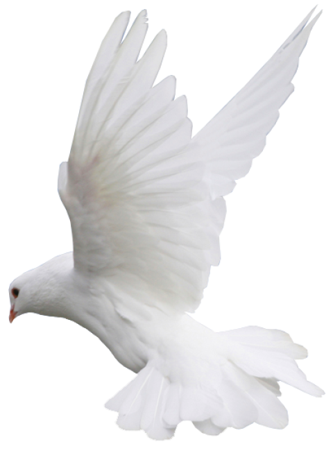White pigeons, White feathers, fly, Birds Png, PngWing Photo