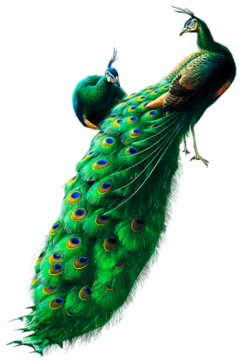 Peacocks PNG Clipart, Gallery Yopriceville - High Quality PNG Free Image And Transparent PNG Clipart