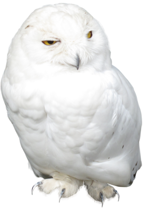 Download White owl Png Images Tansparent Background