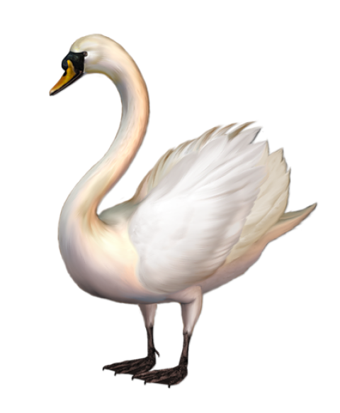 Transparent White Duck Clipart - Goose PNG Duck, PNG Download, Transparent Duck PNG Image