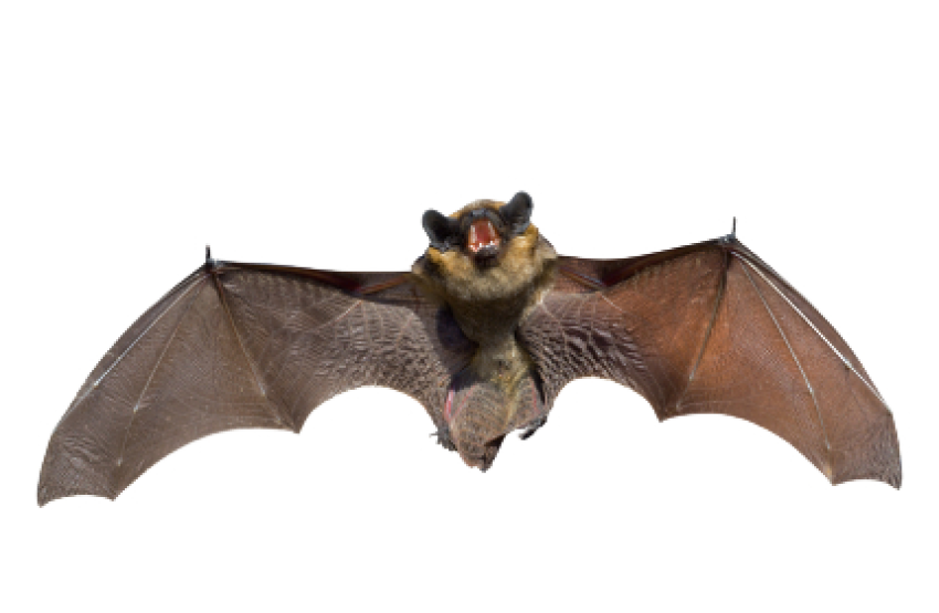 Bats 3d logo png free download