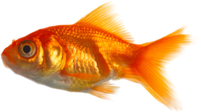 goldfish png in water png free download