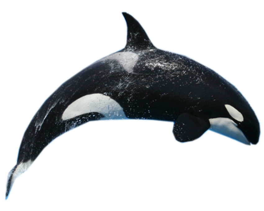 Killer Whale Free Download PNG