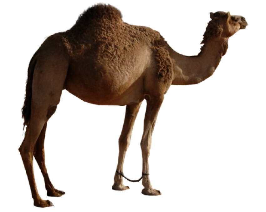 Camel png free download dark brown camel