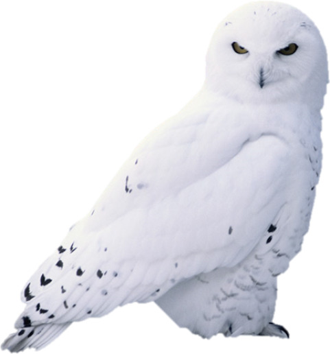 Cute Owl angry mood white colour transparent background hq png free download