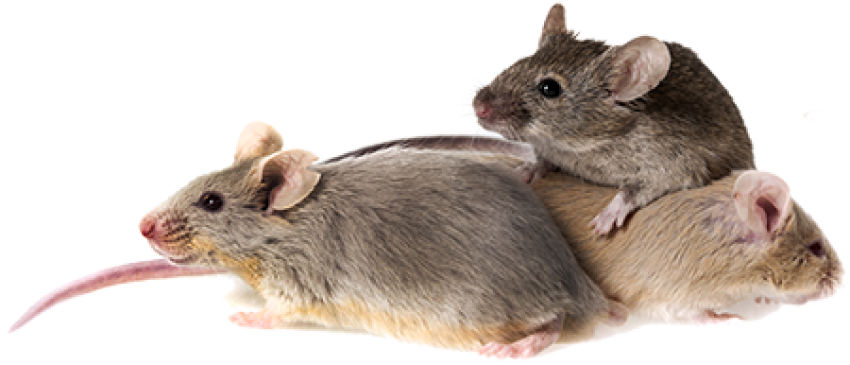 Transparent Mice PNG Image