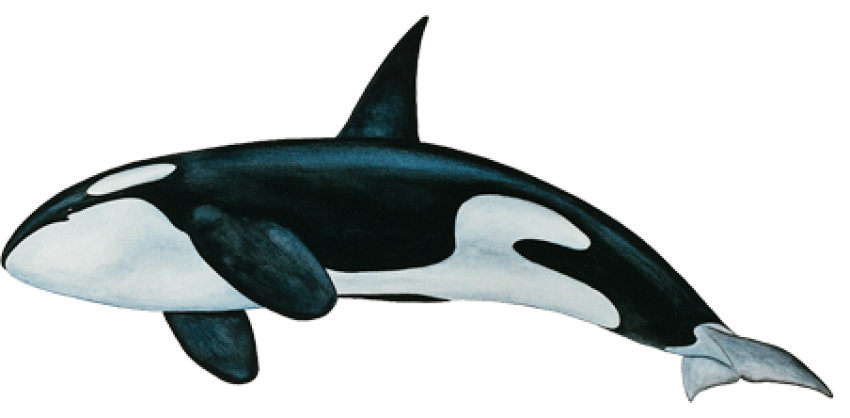 Killer Whale PNG