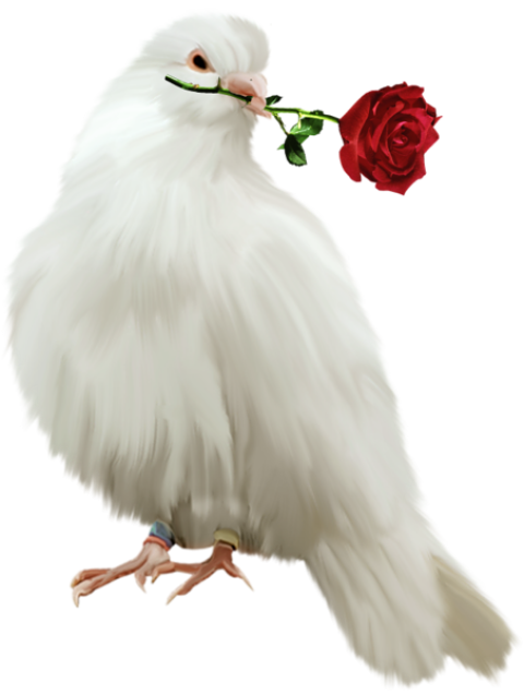 White Parrot PNG Image Transparent Background