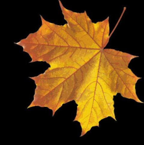 Autumn Leaf Png, Autumn Leaf color, Autumn Leaf Border, Autumn Leaf Font, Autumn Leaf Silhouette png Image