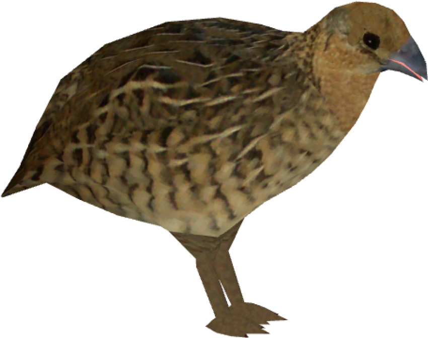 Quail PNG Wallpaper Free Download