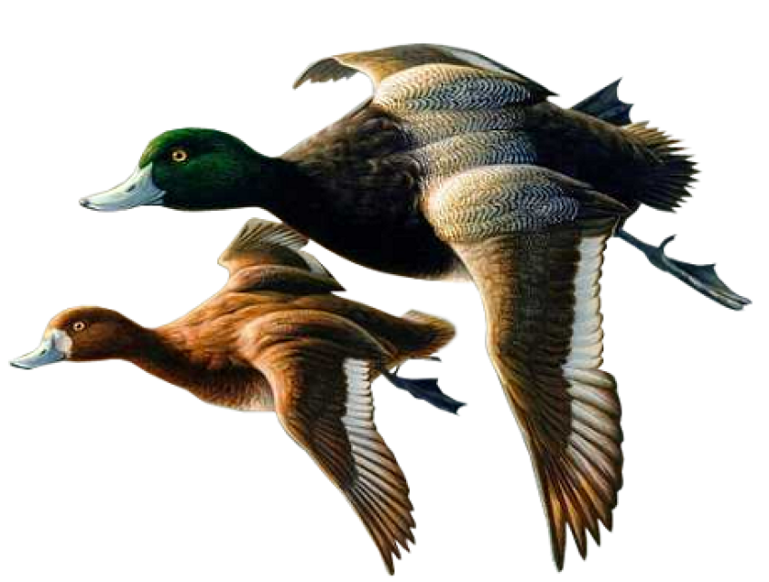 Canada Goose Flying - Free Transparent PNG ClipArt Image Download