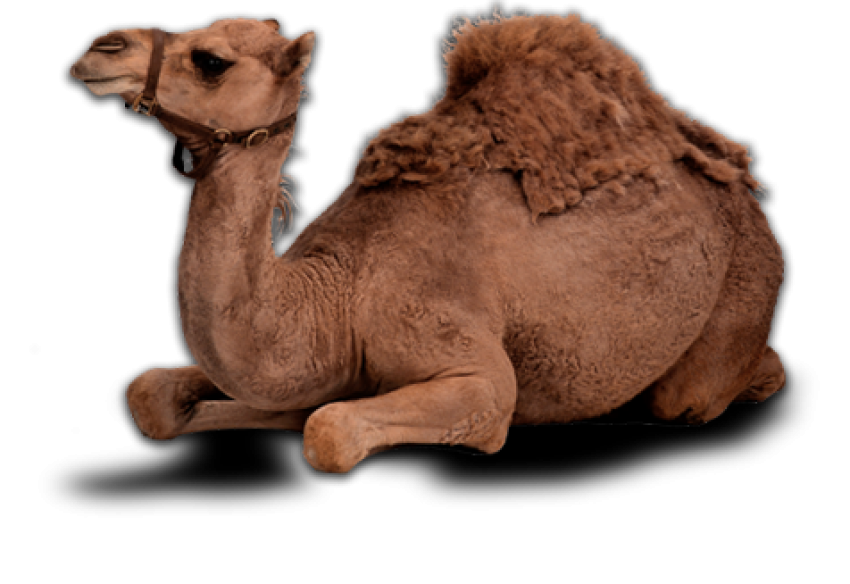 Camel png free download sit dark brown camel