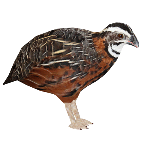 Free Download Quail PNG Photo