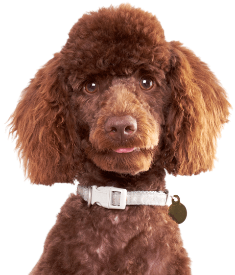 Isolated Pet Animal of Poodle PNG Image