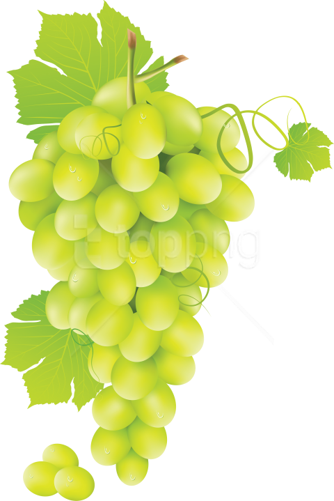 Grapes Clipart Stock Isolution Wallpaper PNG Picture Free download