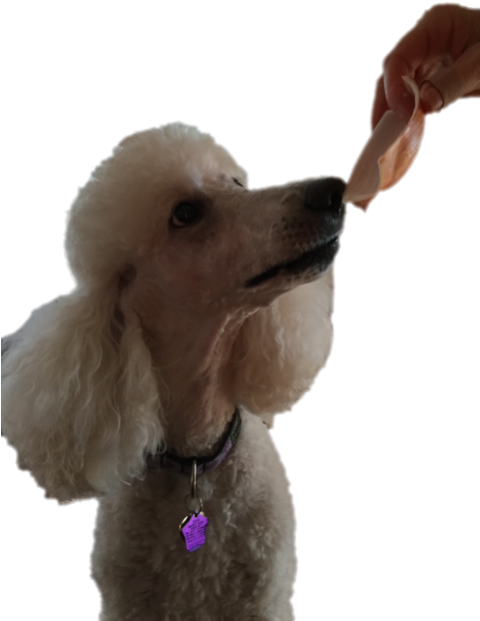 Cute Puppies PNG Free Download Poodle Dog Aniaml