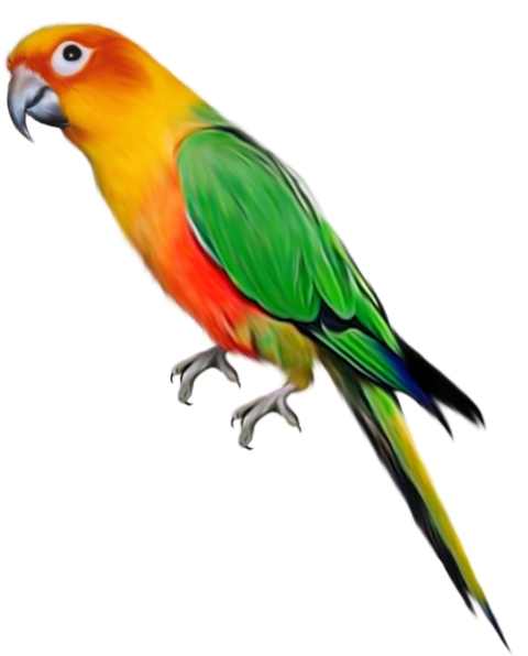 Download Parrot Birds PNG image background, TOP PNG Art Parrot Transparent Background