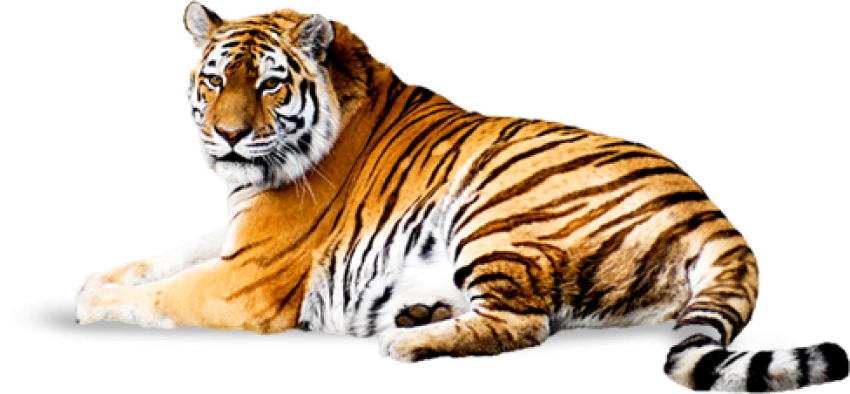 Tiger backside pose sit tiger png free download