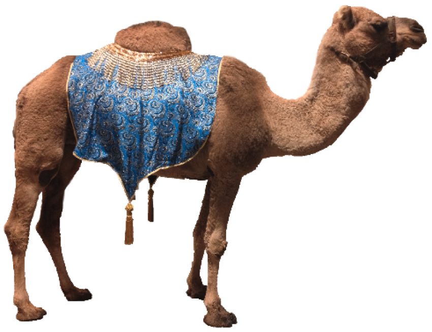 Camel png free download with blue color cloths