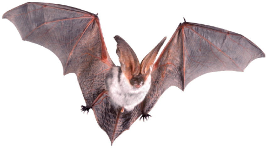 Bats 3d logo png free download assets