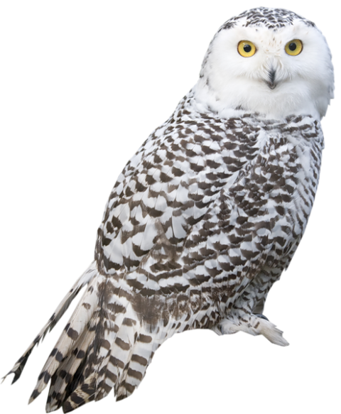 Great Grey Owl, Snowy owl Pillow Feather , PNG Birds, Barn Owl, Beak, Bird of Prey