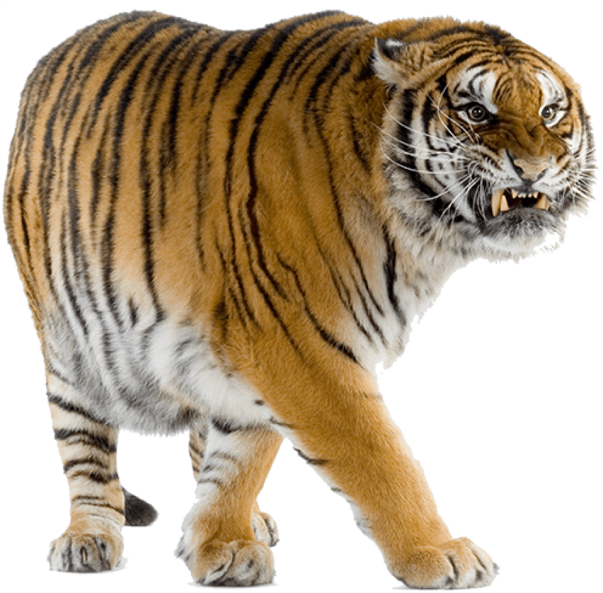 Banner tiger png image free download