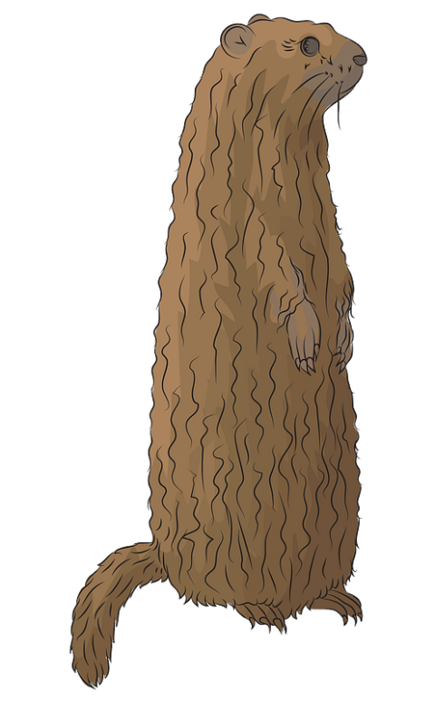 Beaver Groundhog Meerkat PNG Transparent Image