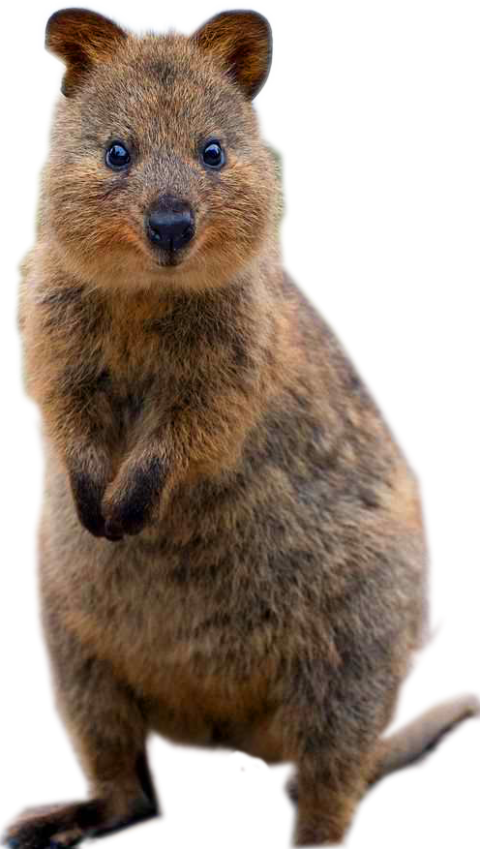 Quokka PNG Stock Isolated Animal Picture Free download