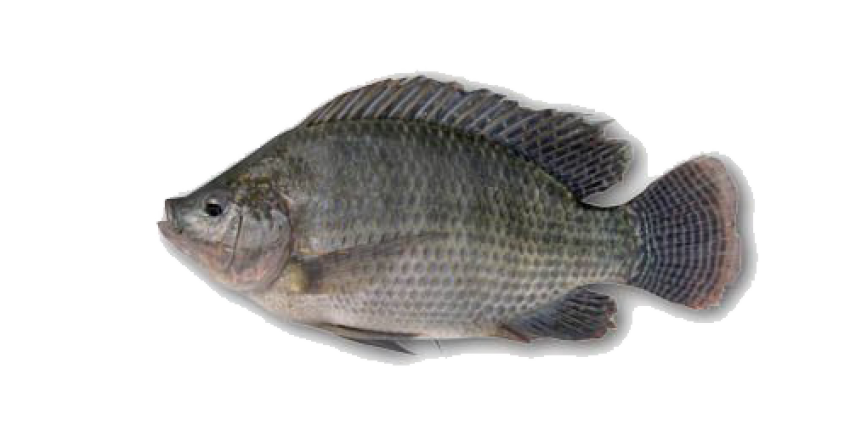 Transparent Nile Tilapia PNG Animal Image Free Download