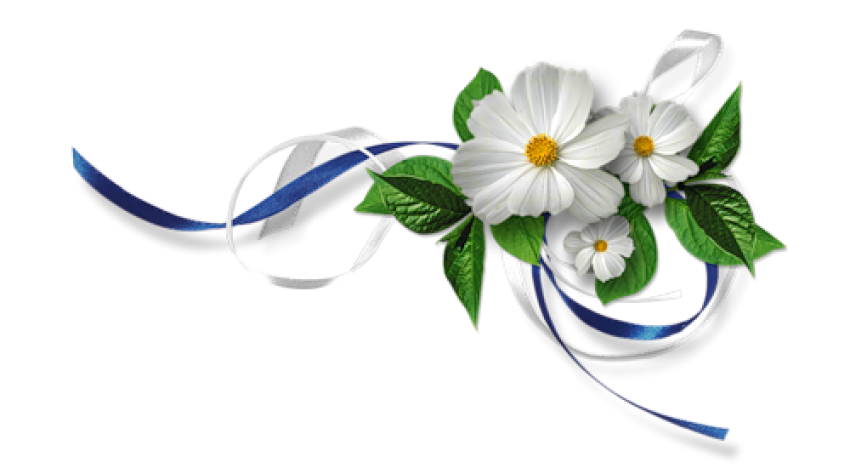 White Flower, Jasmina Flower PNG Image