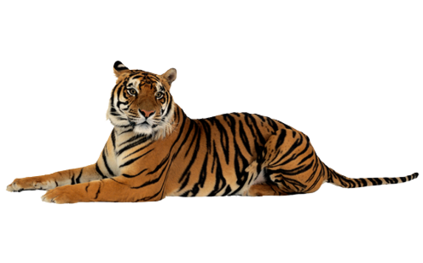 Tigris sit pose free download