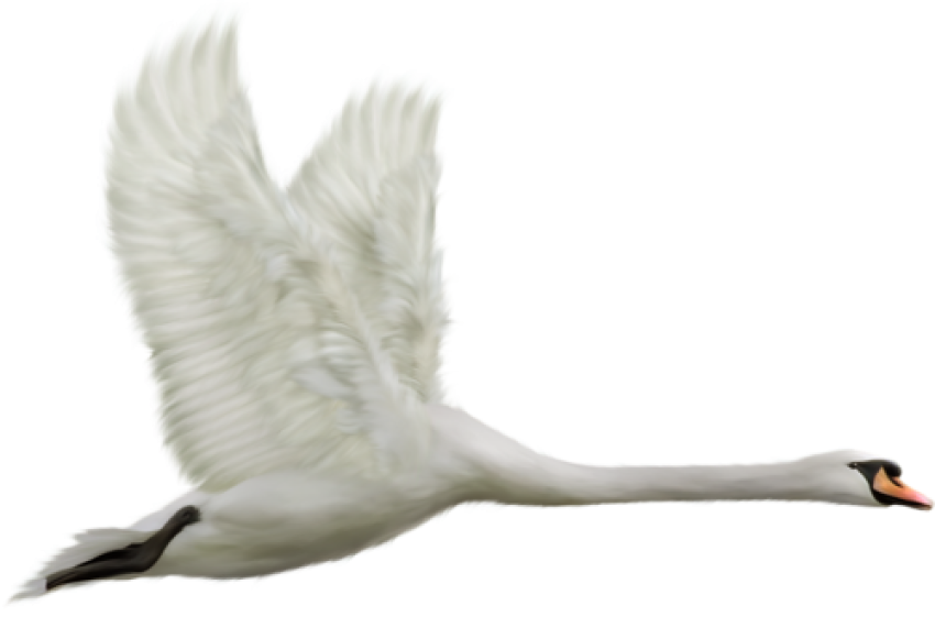 A Flying Duck Photo, Fly Beautiful Duck Birds PNG Image, Transparent Background
