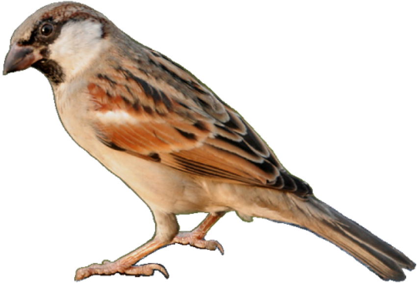 Vector House Sparrow PNG Image Free Transparent