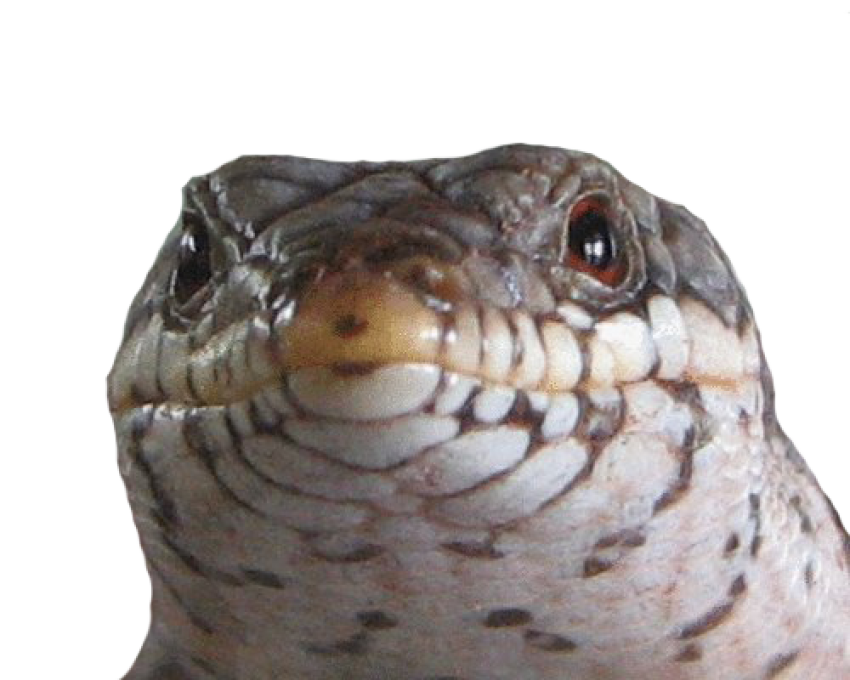 HD Skink Face PNG Image on Transparent Background