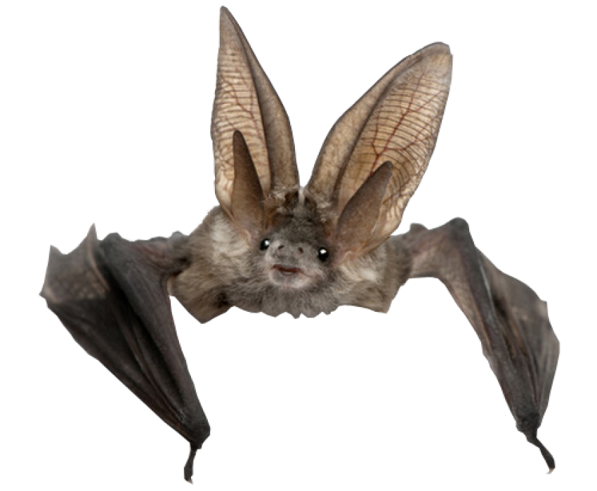 Bats free png pics download