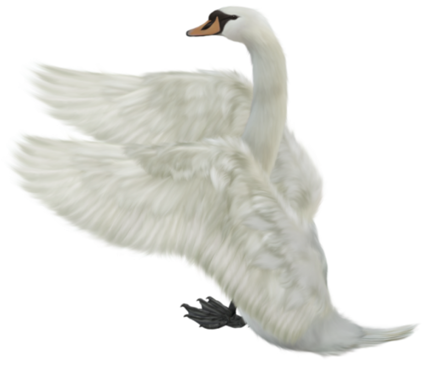 White Fly Duck Birds Transparent PNG Image