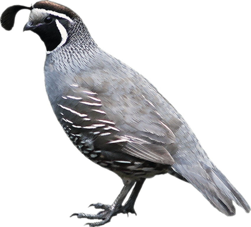 California Quail isolated PNG PSD Image Free Download