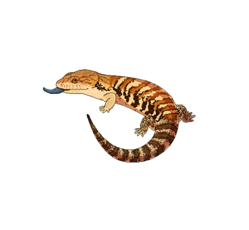 Royalty Free Skink Aniaml PNG Free Transparent