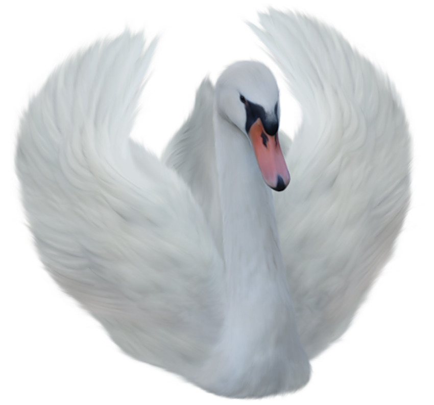 Beautiful Fly Duck Image Transparent Background Birds PNG Photo