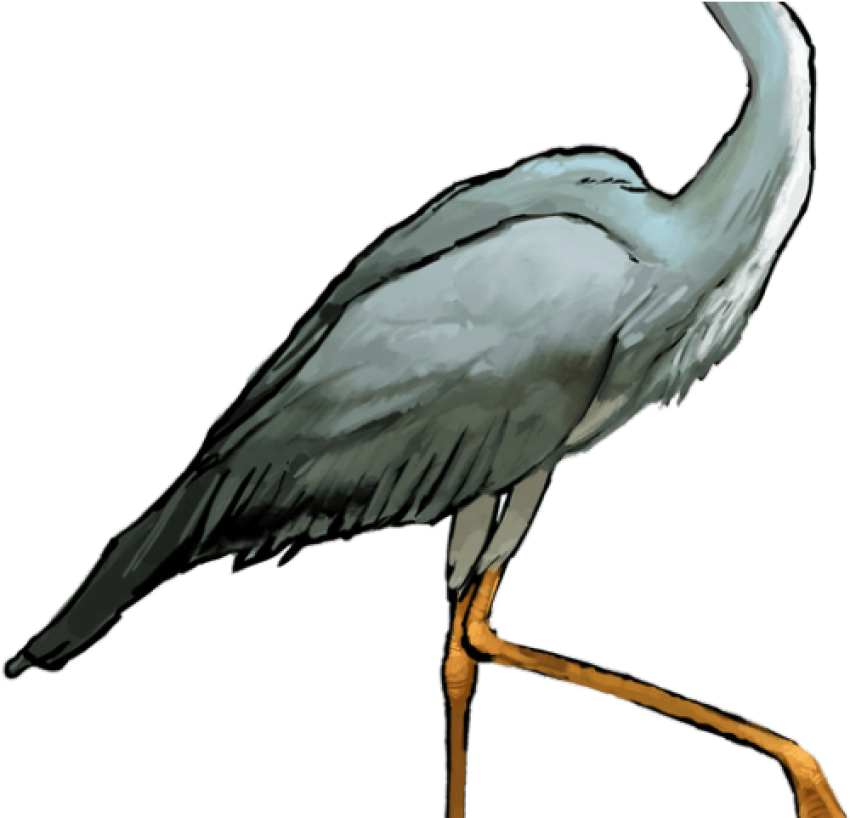 Heron PNG Birds Body Drawing On Watercolor Free Transparent