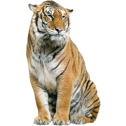 Tiger set pose png image