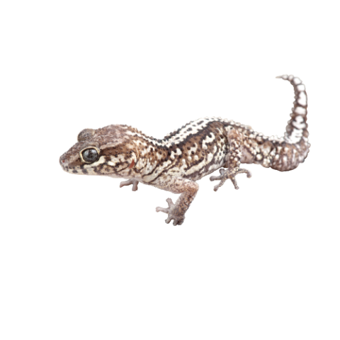 Worm Lizard PNG Picture