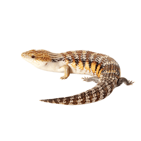 Transparent Background on Skink PNG Animal Image Free