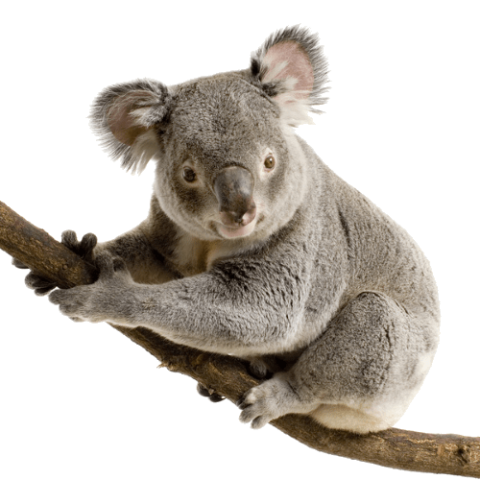 Download Koala Free PNG Photo Image