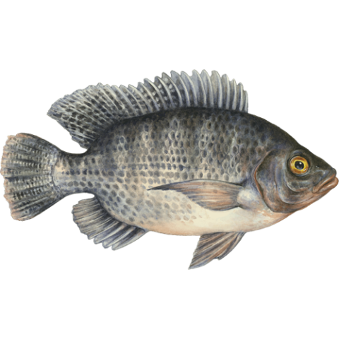 Download Free Nile Tilapia PNG Fish animal Image