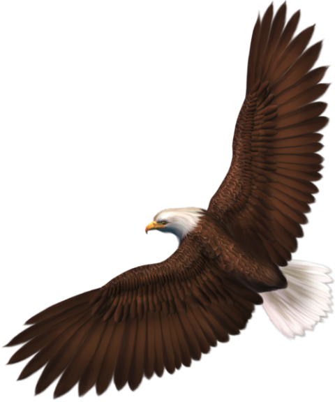 Vector Royalty Free Birds Eagle PNG Transparent Image